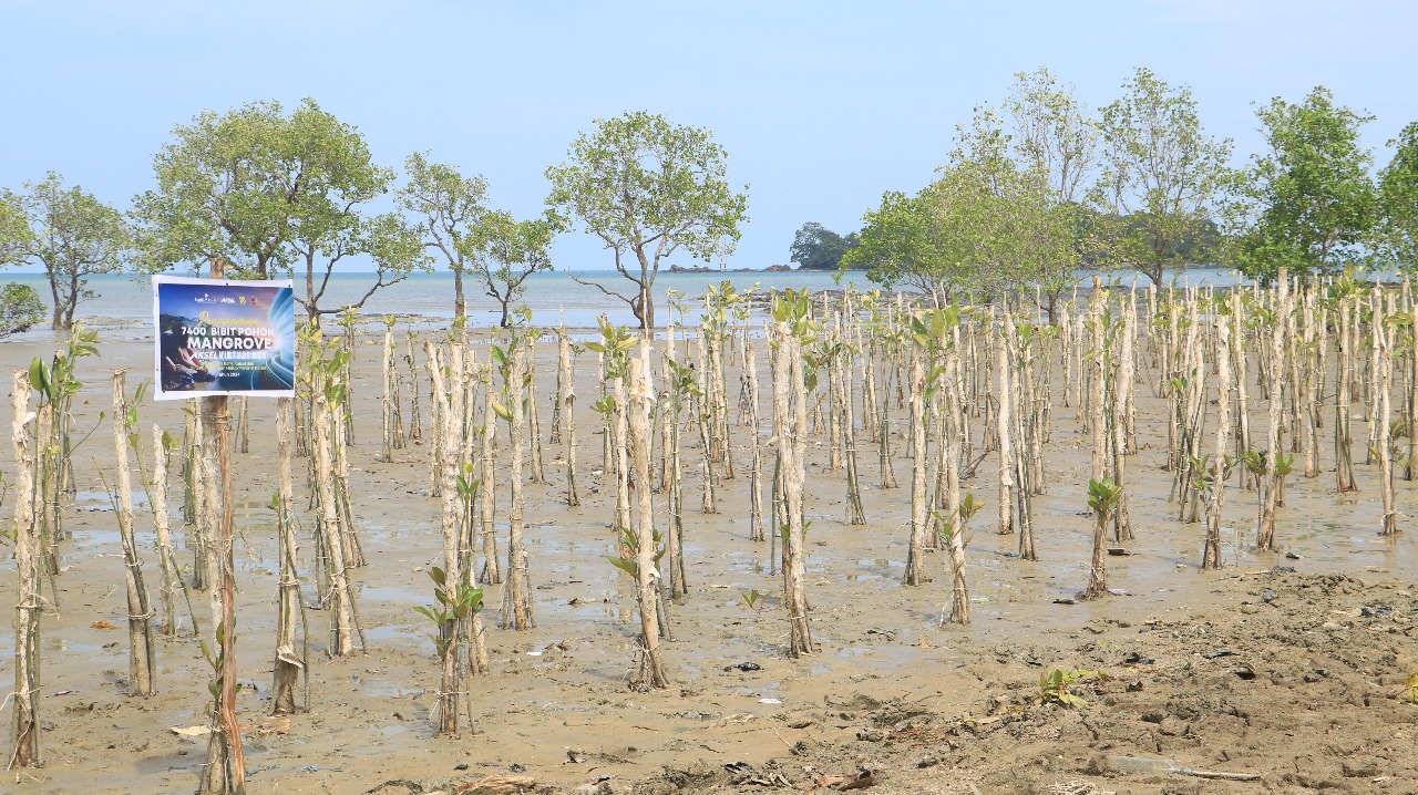 Desa Tanjung Dewa Jadi Lokasi Penanaman 7400 Mangrove CSR Bank Kalsel