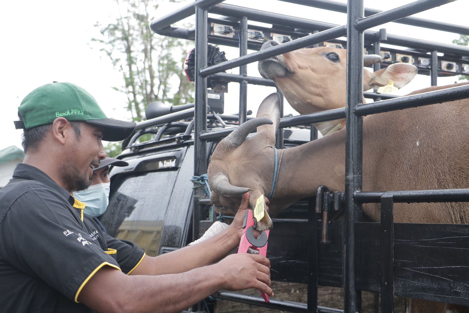 Per 9 Januari 2023, Vaksinasi PMK Jadi Syarat Ternak Masuk Pasar Hewan Pelaihari