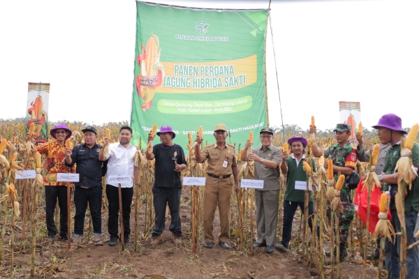 Staf Ahli Bupati Panen Perdana Jagung Benih Unggul JAB69-01 Sakti