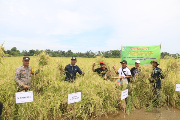 Pj Bupati Panen Raya Padi di Bumi Makmur