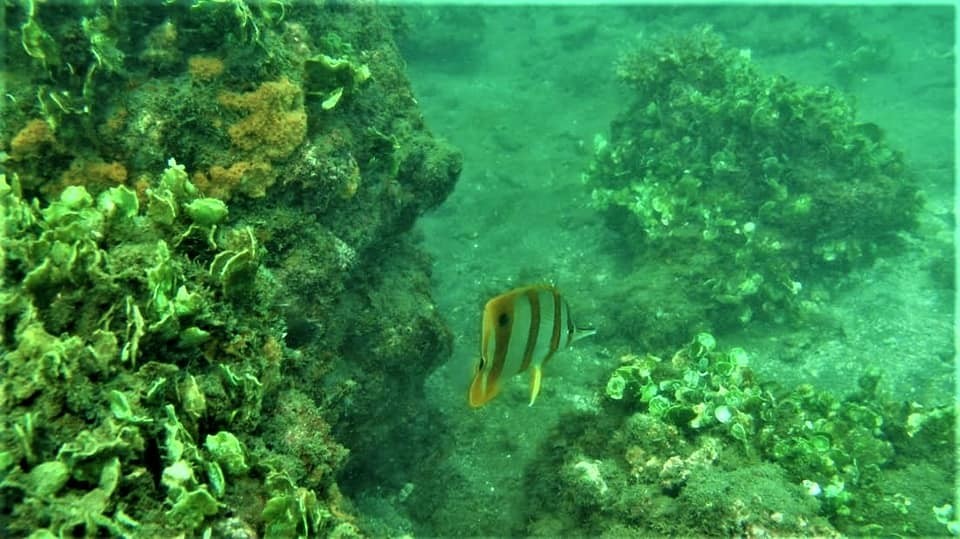 OBSERVASI WISATA TERUMBU KARANG SUNGAI CUKA