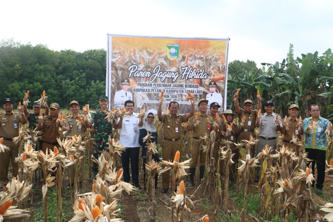 PANEN JAGUNG HIBRIDA DI DESA TELAGA LANGSAT