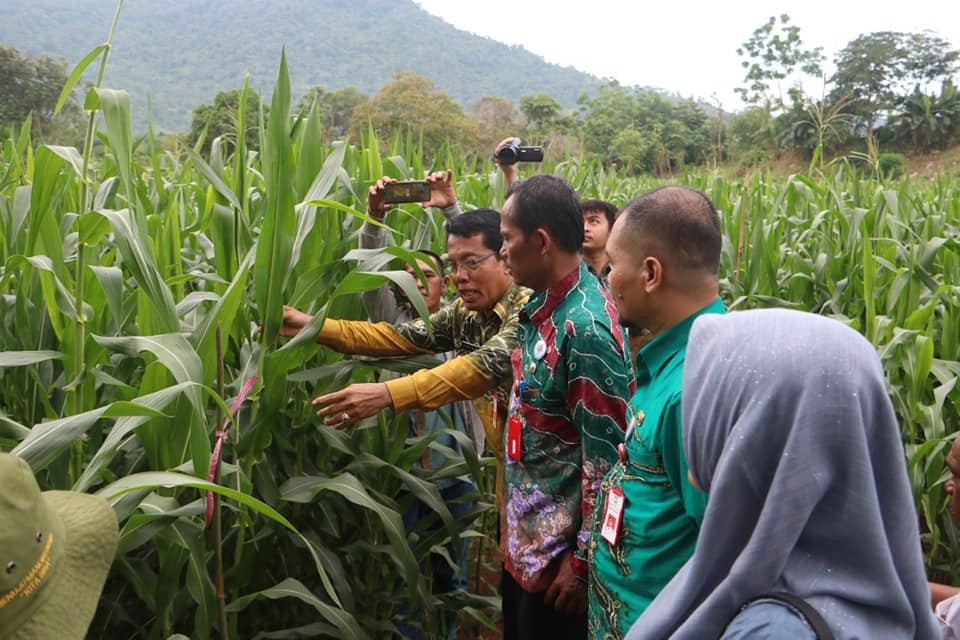 DESA TIRTAJAYA GARAP PROGRAM PEMBENIHAN JAGUNG HIBRIDA