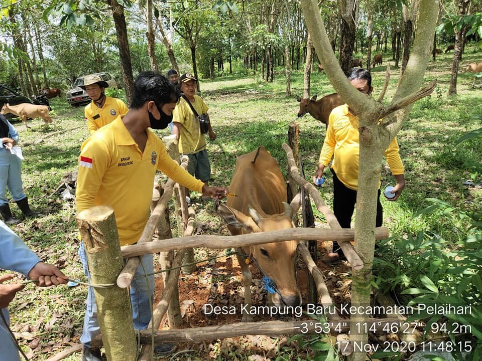 WASPADA RAGAM PENYAKIT HEWAN DI MUSIM HUJAN 