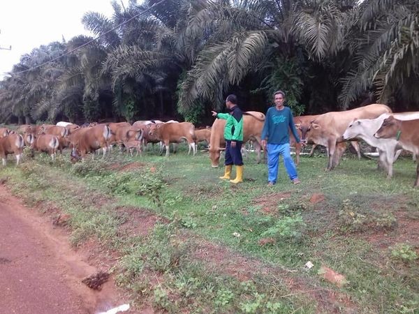 PELAYANAN KESEHATAN HEWAN DALAM RANGKA MANUNGGAL TUNTUNG PANDANG DI DESA JORONG