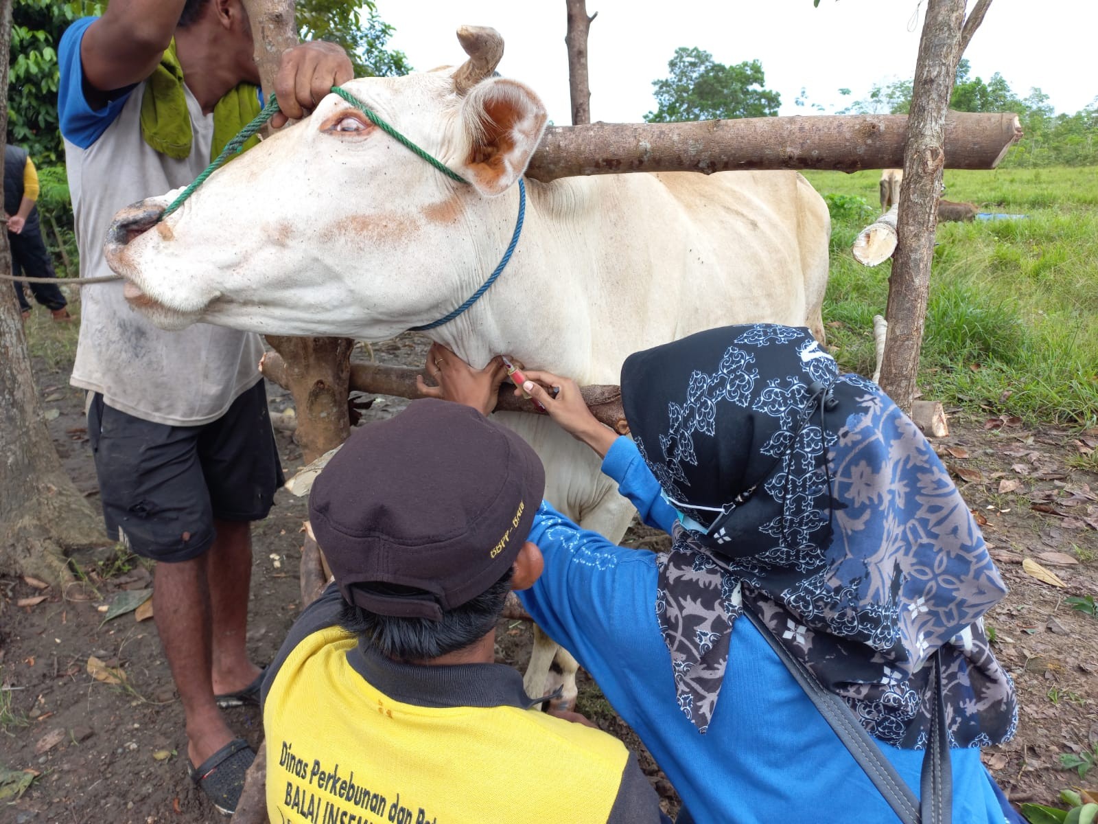 YANDU SANAK KAWAN MENJADI PROGRAM PELAYANAN KESEHATAN HEWAN