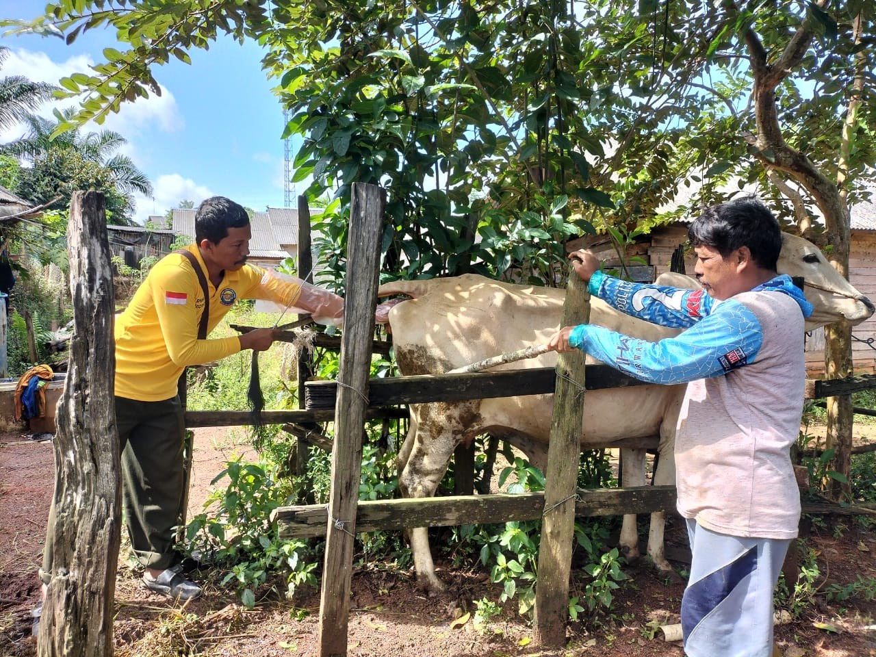 KELOMPOK TANI BUDIDAYA DESA PULAU SARI RASAKAN MANFAAT YANDU SANAK KAWAN