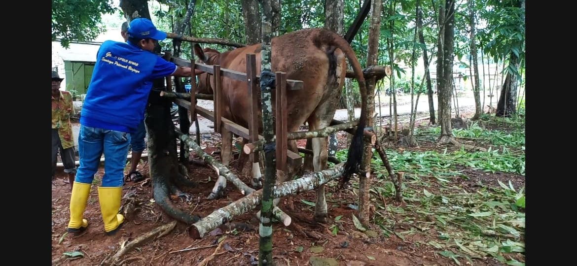 DINAS PETERNAKAN DAN KESEHATAN HEWAN TALA PRO AKTIF UNTUK MANUNGGAL TUNTUNG PANDANG