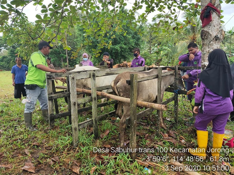 DETEKSI DINI KEBUNTINGAN TERNAK SAPI MELALUI PKB