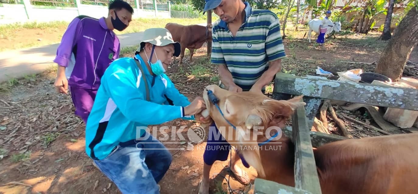 SATU INDUKAN SATU ANAK SAPI SETIAP TAHUN