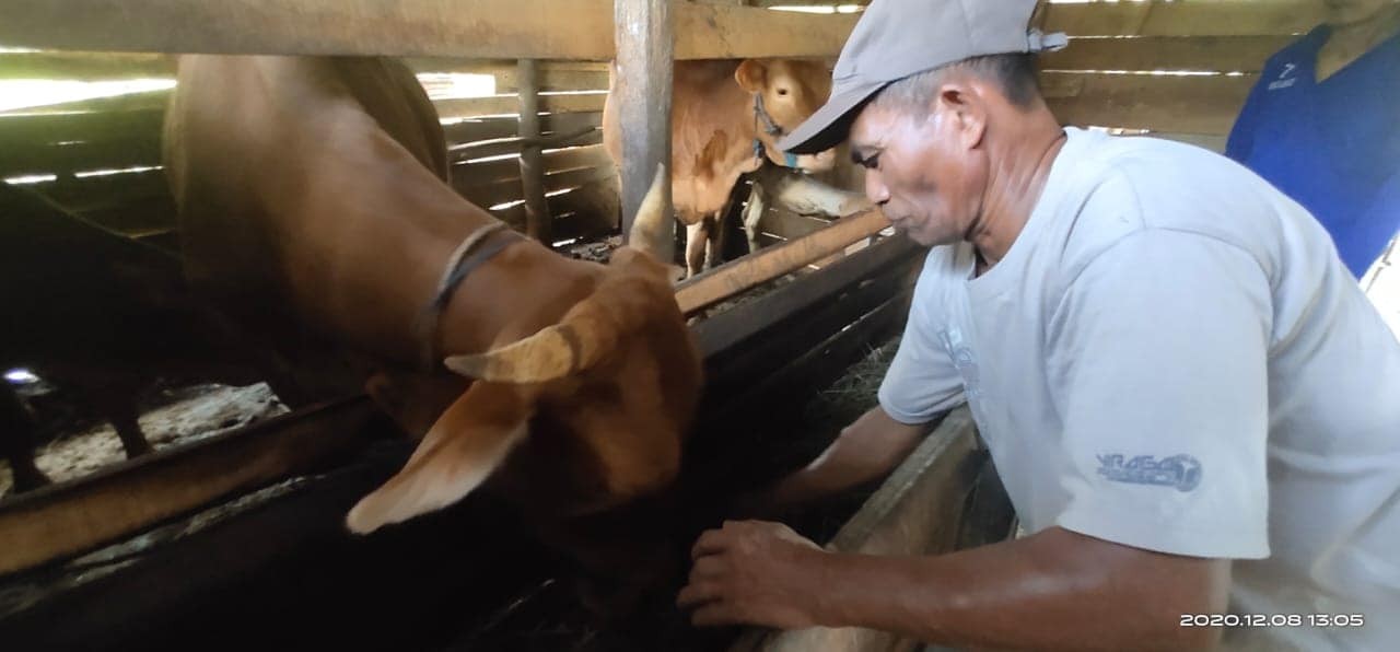 SAPI SEHAT DENGAN PAKAN KONSENTRAT BAHAN PAKAN LOKAL